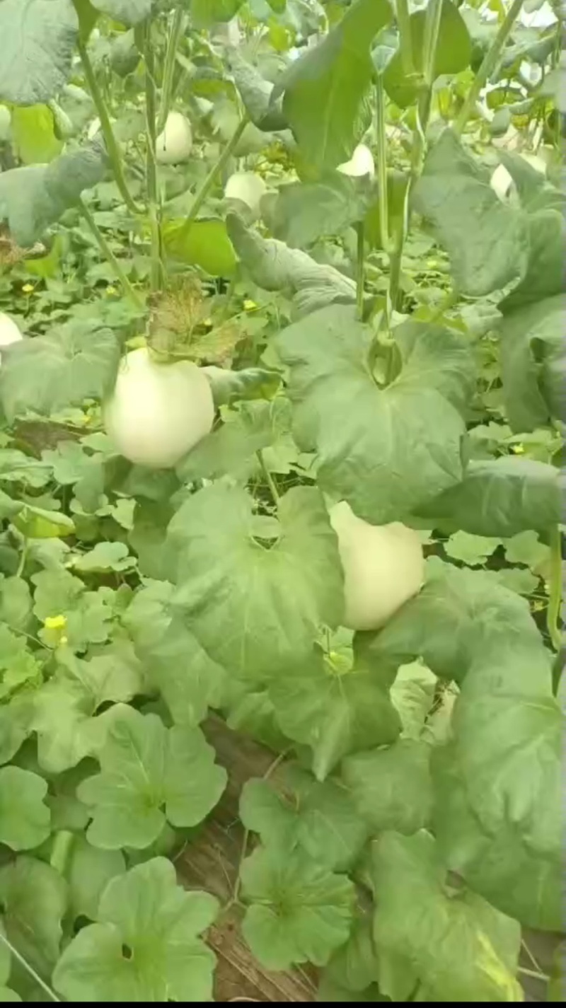 玉菇甜瓜