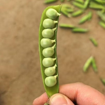 湖北碗豆新鲜上市价格美丽质量好走货快欢迎选购