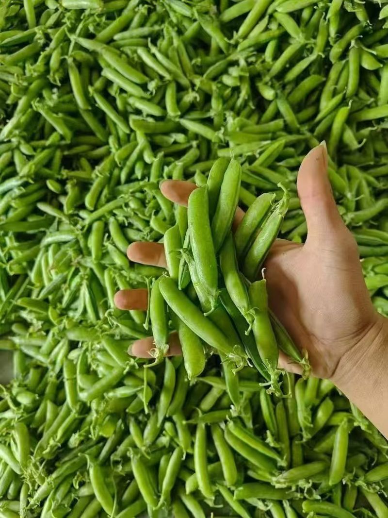 湖北碗豆新鲜上市价格美丽质量好走货快欢迎选购