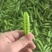 湖北碗豆新鲜上市价格美丽质量好走货快欢迎选购