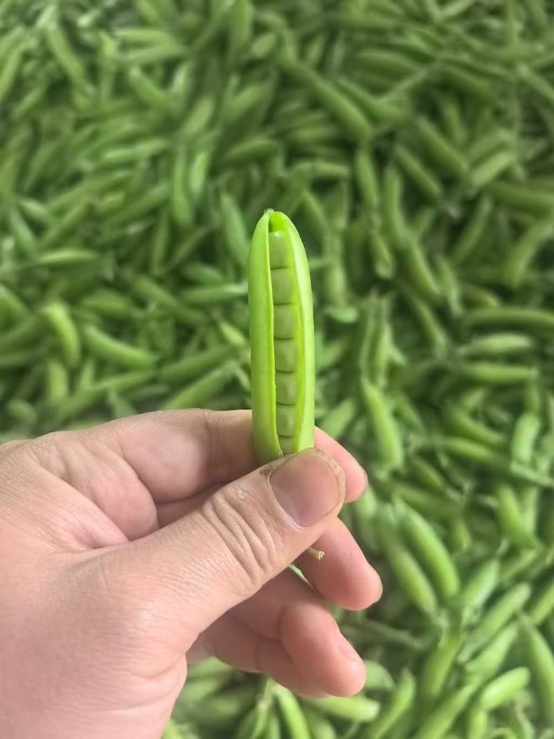 湖北碗豆新鲜上市价格美丽质量好走货快欢迎选购