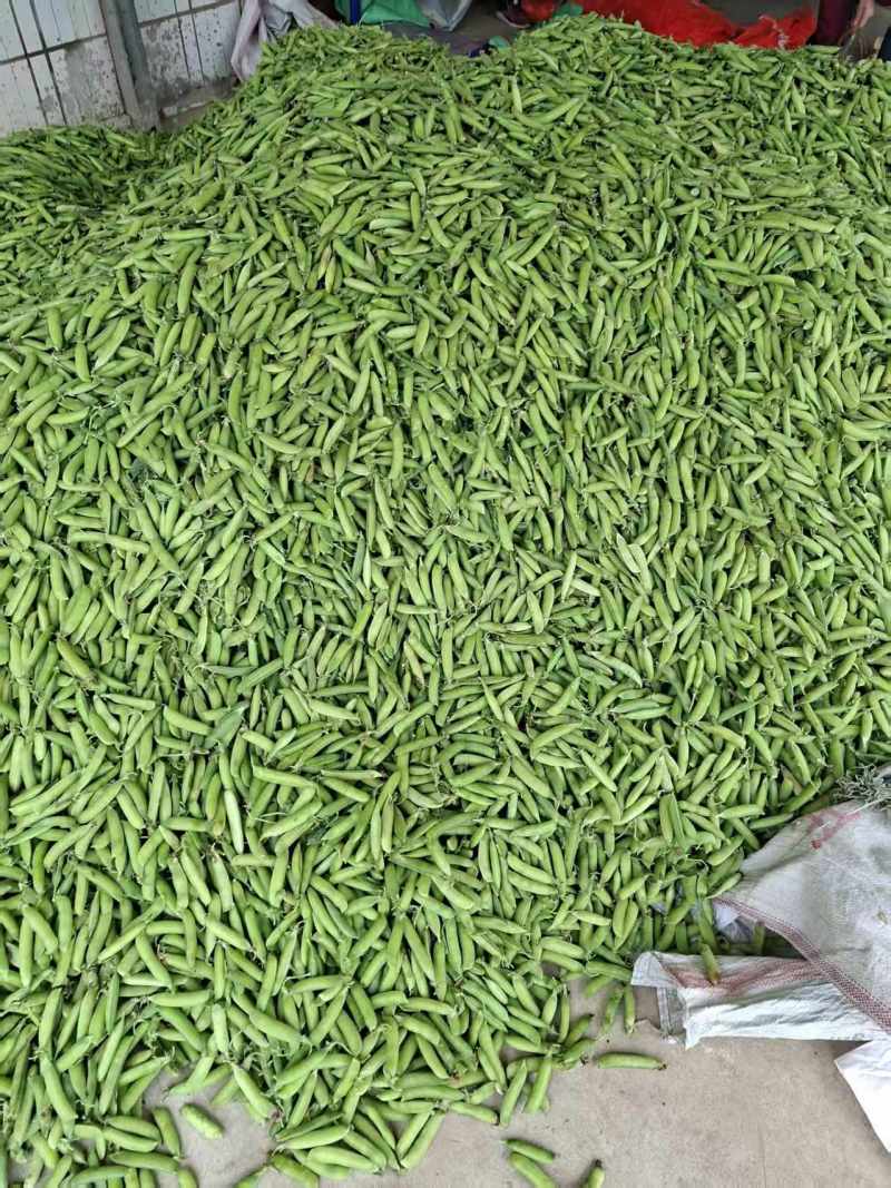 湖北碗豆新鲜上市价格美丽质量好走货快欢迎选购