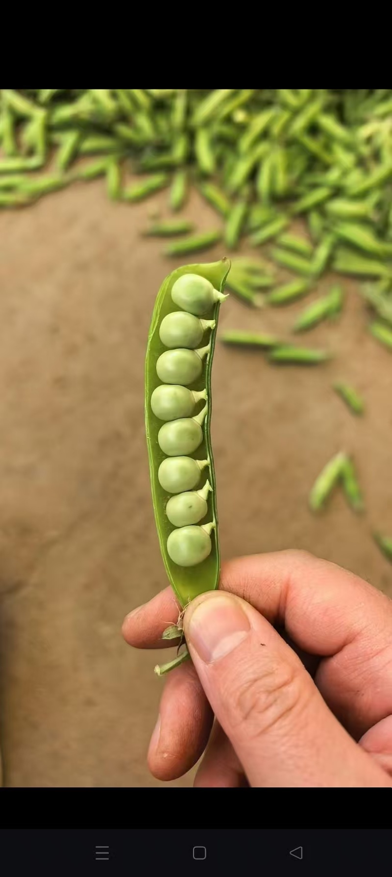 湖北碗豆新鲜上市价格美丽质量好走货快欢迎选购