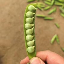 湖北青豌豆新鲜上市价格美丽质量好对接全国量大从优欢迎选购