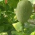 晓蜜25甜瓜