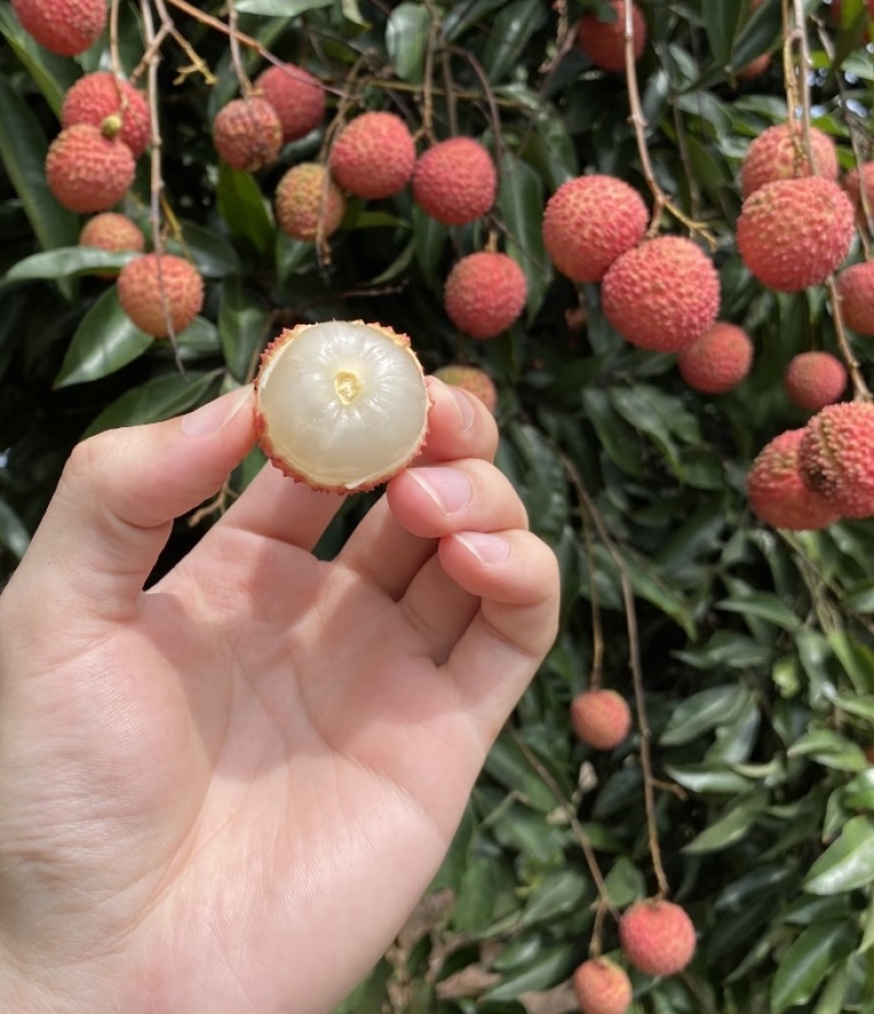荔枝桂花香