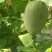 晓蜜25甜瓜