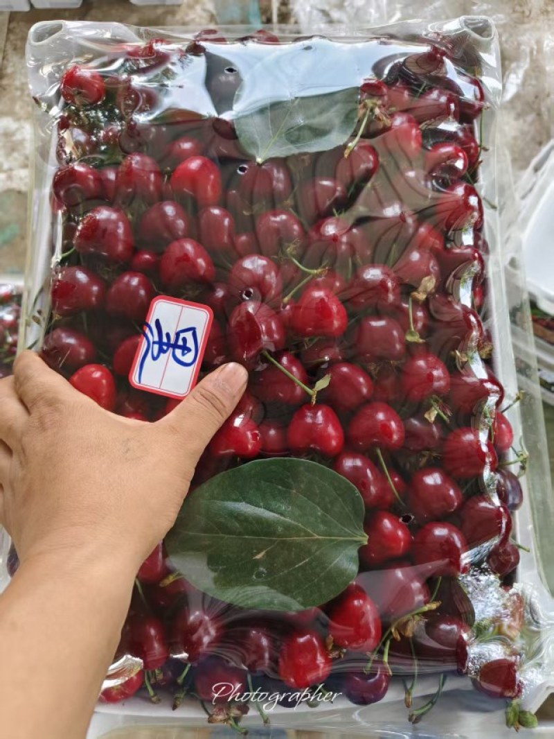 陕西精品万亩樱桃！品种多！耐运输！口感好！欢迎各位老板前来选
