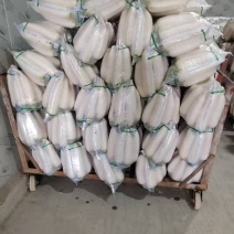 四川精品白萝卜大量上市品质保证一手货源量大从优