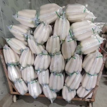 精品白萝卜大量上市品质保证一手货源量大从优欢迎联