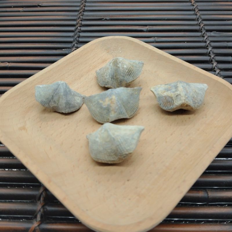 石燕各种矿石类中药材2斤起包邮量大优惠