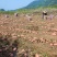 山地青薯9号3两以上