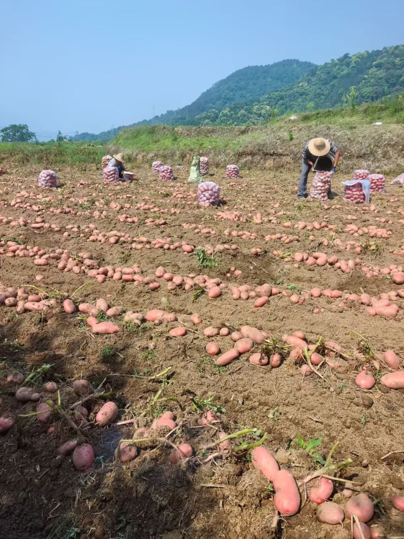 山地青薯9号3两以上