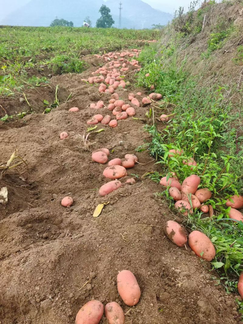 山地青薯9号3两以上