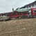 蓬溪何叶乡甘蓝圆包菜基地4-6斤30吨整车