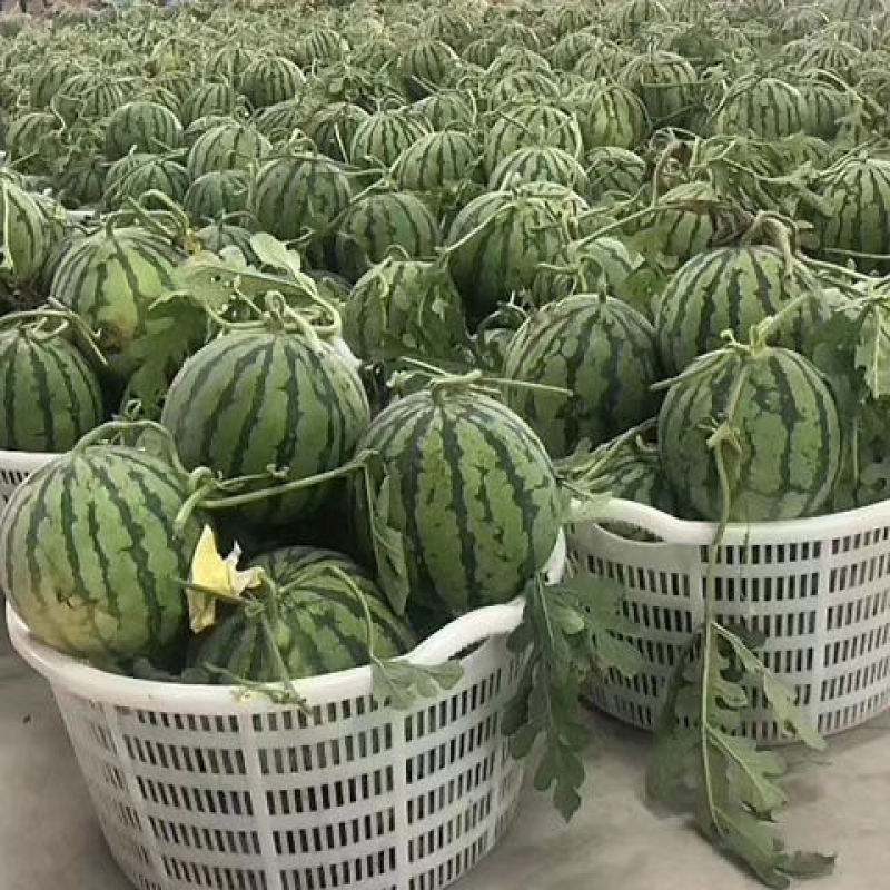 麒麟西瓜产地直供量大从优欢迎来电沟通