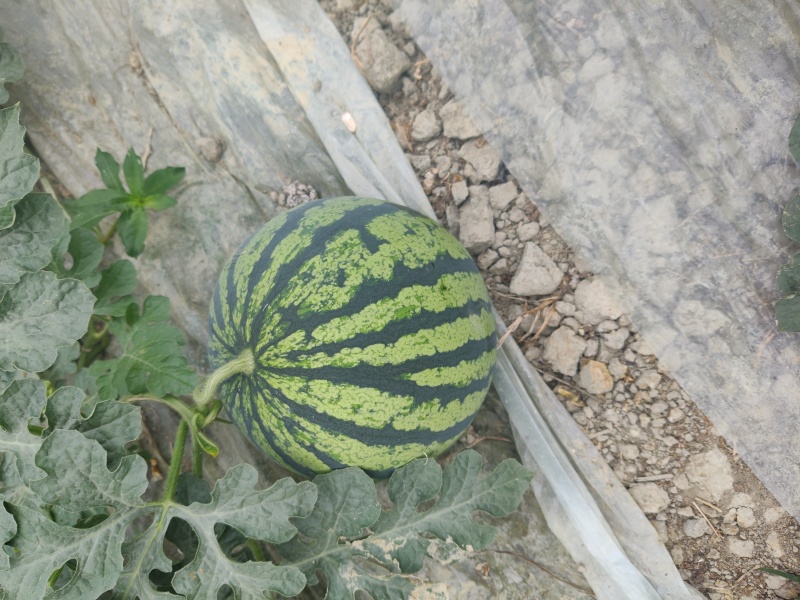 美都西瓜长期批发大量优惠