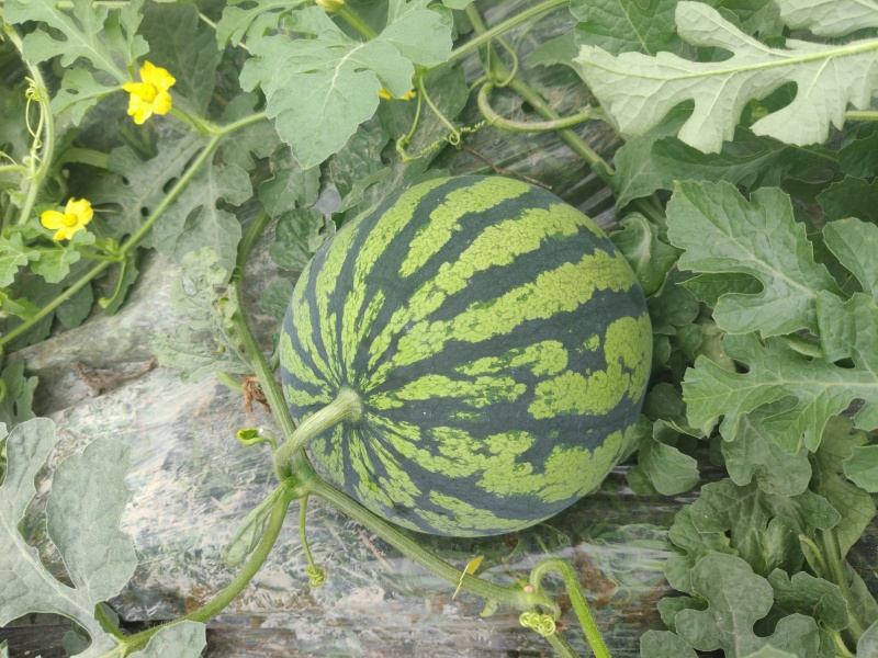 美都西瓜长期批发大量优惠