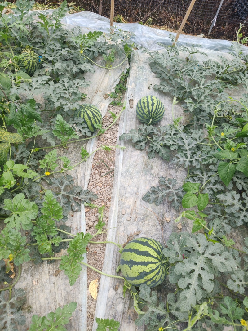 美都西瓜长期批发大量优惠