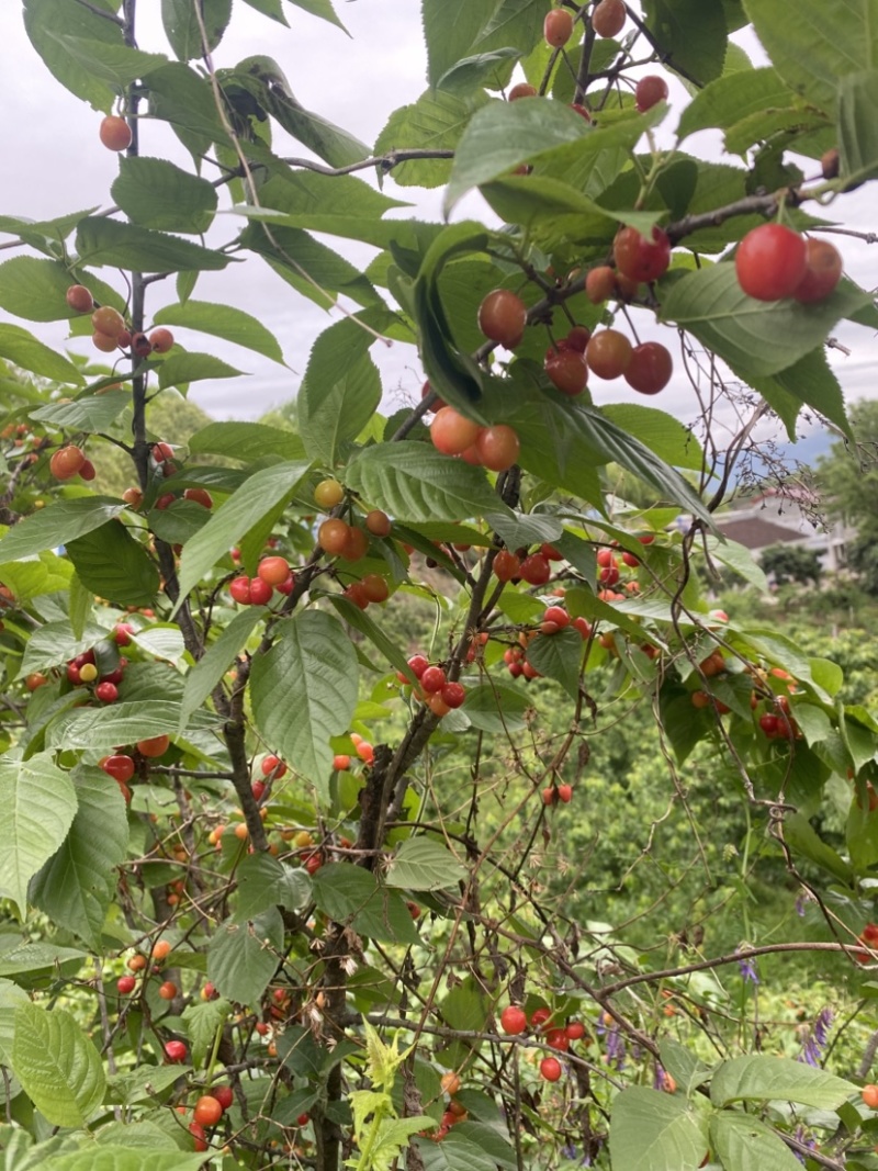 樱桃批量出发