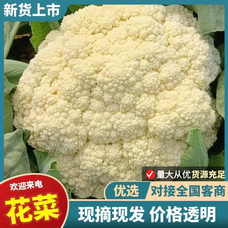 精品花菜大量上市菜花松花菜散花菜可视频看货