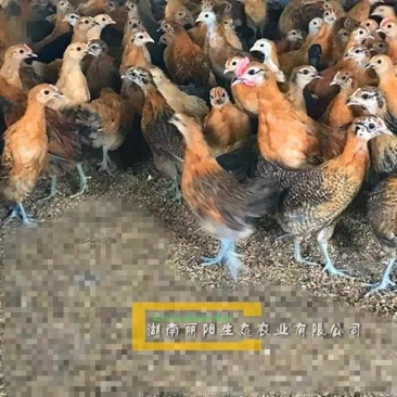 湖南脱温鸡行情农村放养土鸡抗病好易饲养青脚土鸡半斤脱温鸡