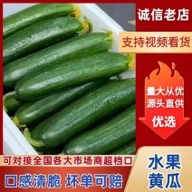 水果黄瓜荷兰小黄瓜河南优质小乳瓜对接全国市场商超
