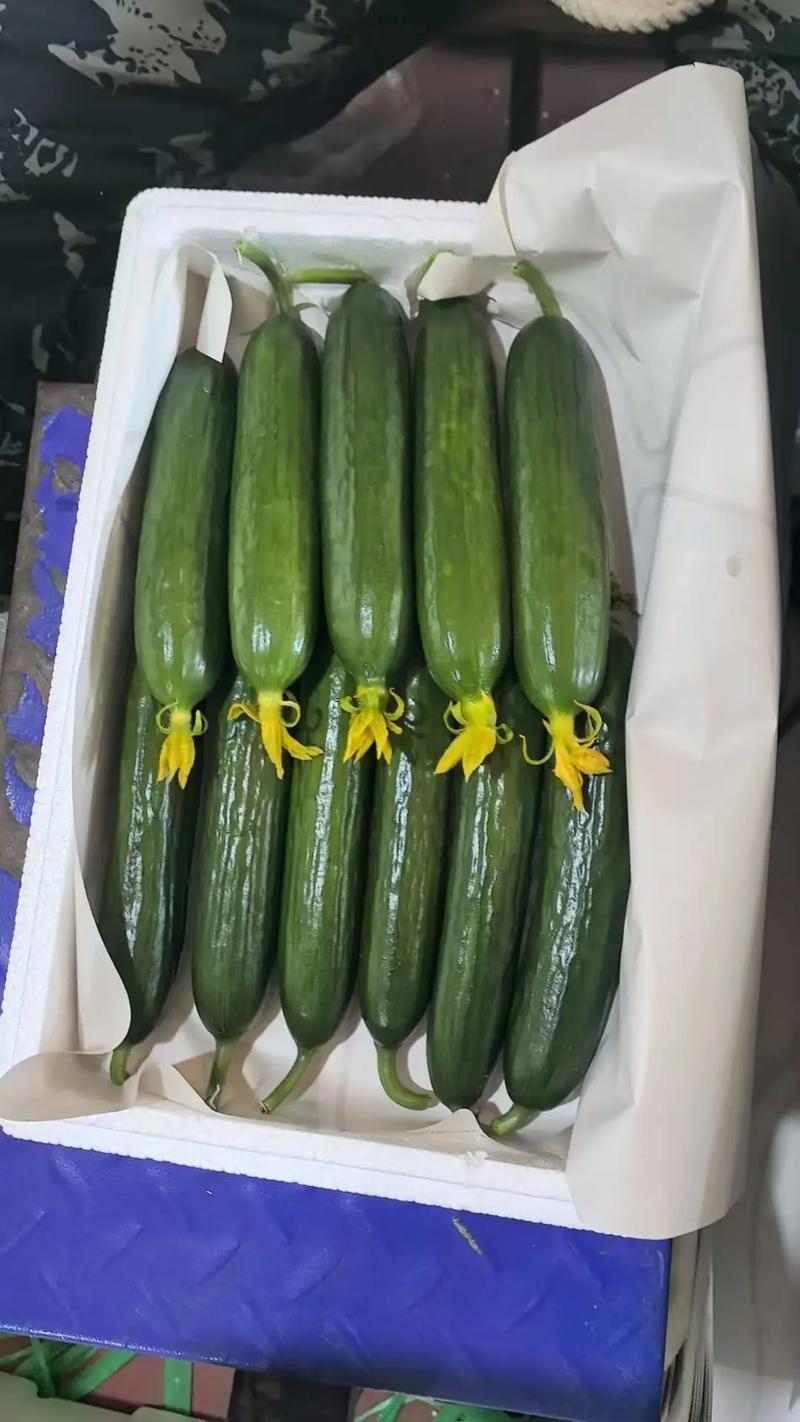 水果黄瓜荷兰小黄瓜河南优质小乳瓜对接全国市场商超