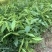 沉香杯苗特价特价自家基地自产自销量大优惠