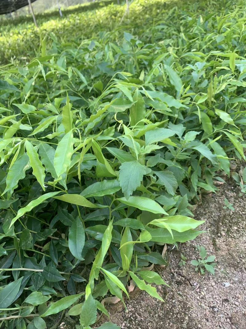 沉香杯苗特价特价自家基地自产自销量大优惠
