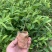 沉香杯苗特价特价自家基地自产自销量大优惠