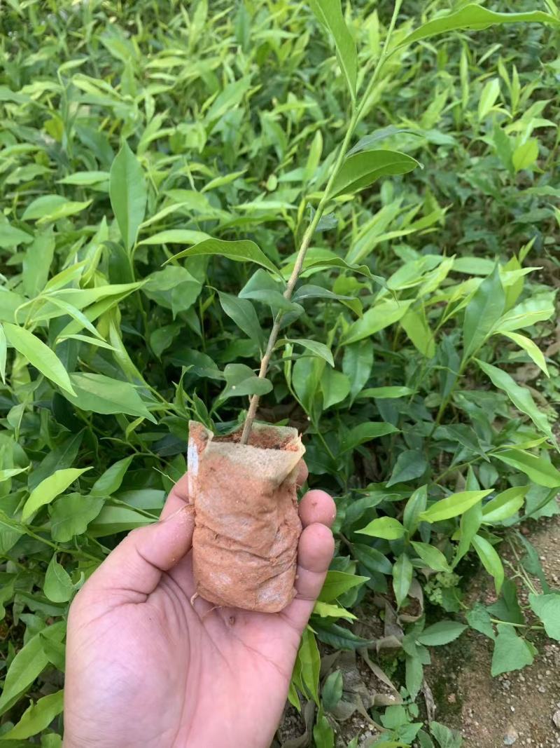 沉香杯苗特价特价自家基地自产自销量大优惠