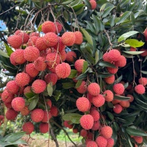 广东徐闻桂花香荔枝全国供货各大电商平台可一件代发/批发