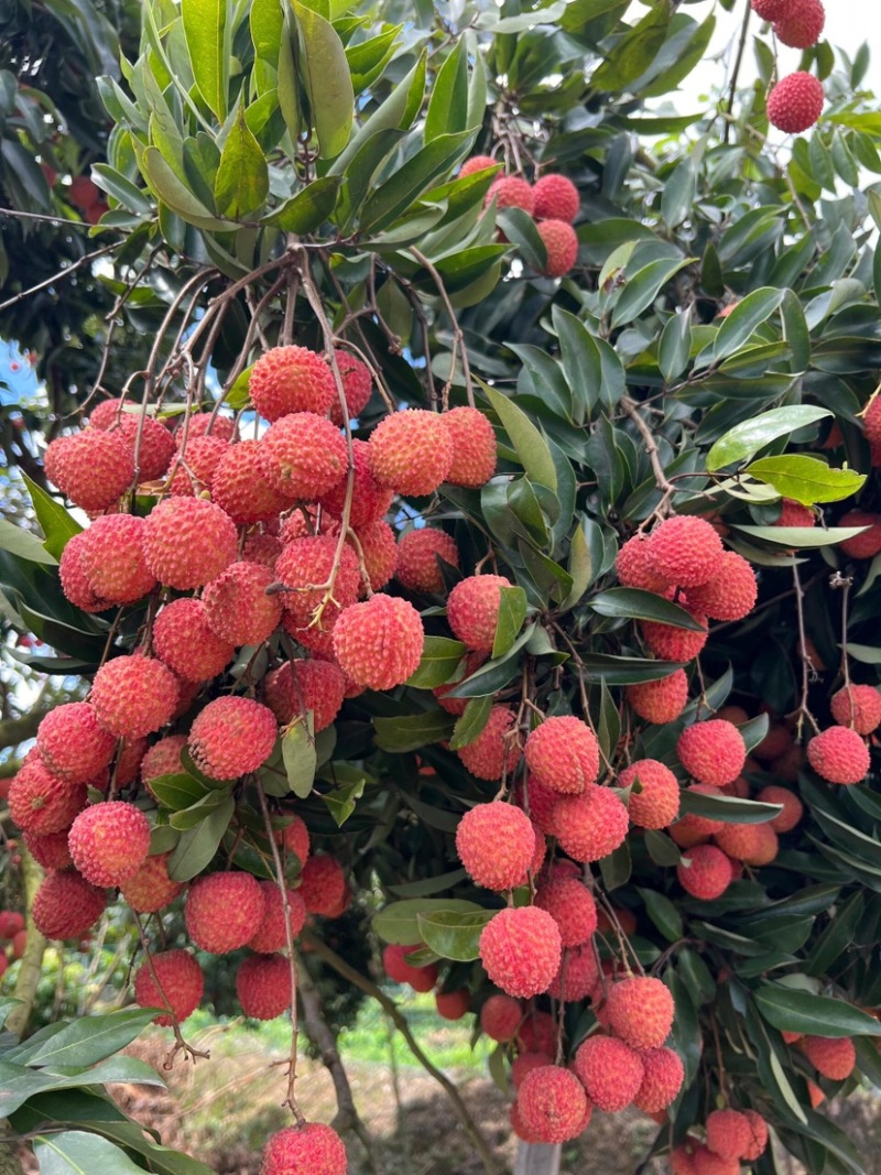 广东徐闻桂花香荔枝全国供货各大电商平台可一件代发/批发