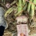 【推荐】河南中牟紫皮大蒜，把子蒜，支持全国代发，欢迎合作