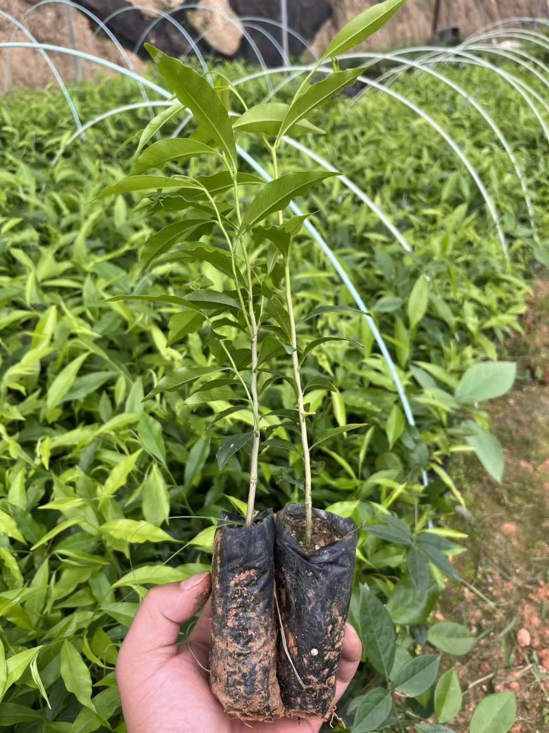沉香杯苗特价特价自家基地自产自销量大优惠