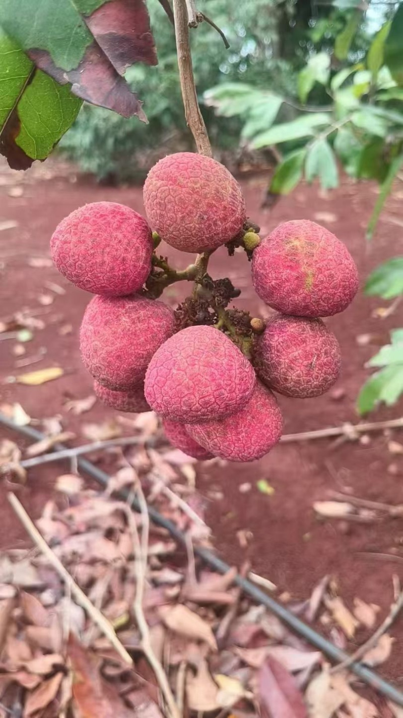 广东徐闻桂花香荔枝全国供货各大电商平台可一件代发/批发