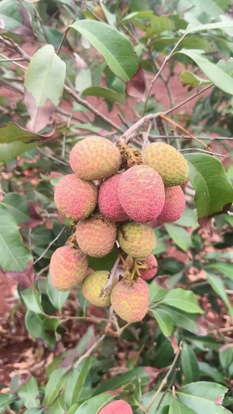 广东徐闻桂花香荔枝全国供货各大电商平台可一件代发/批发