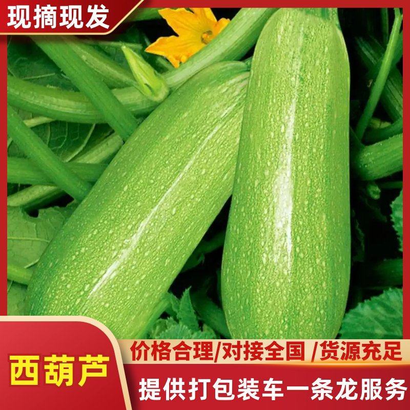 【推荐】绿皮西葫芦河南焦作西葫芦全国发货产地直供