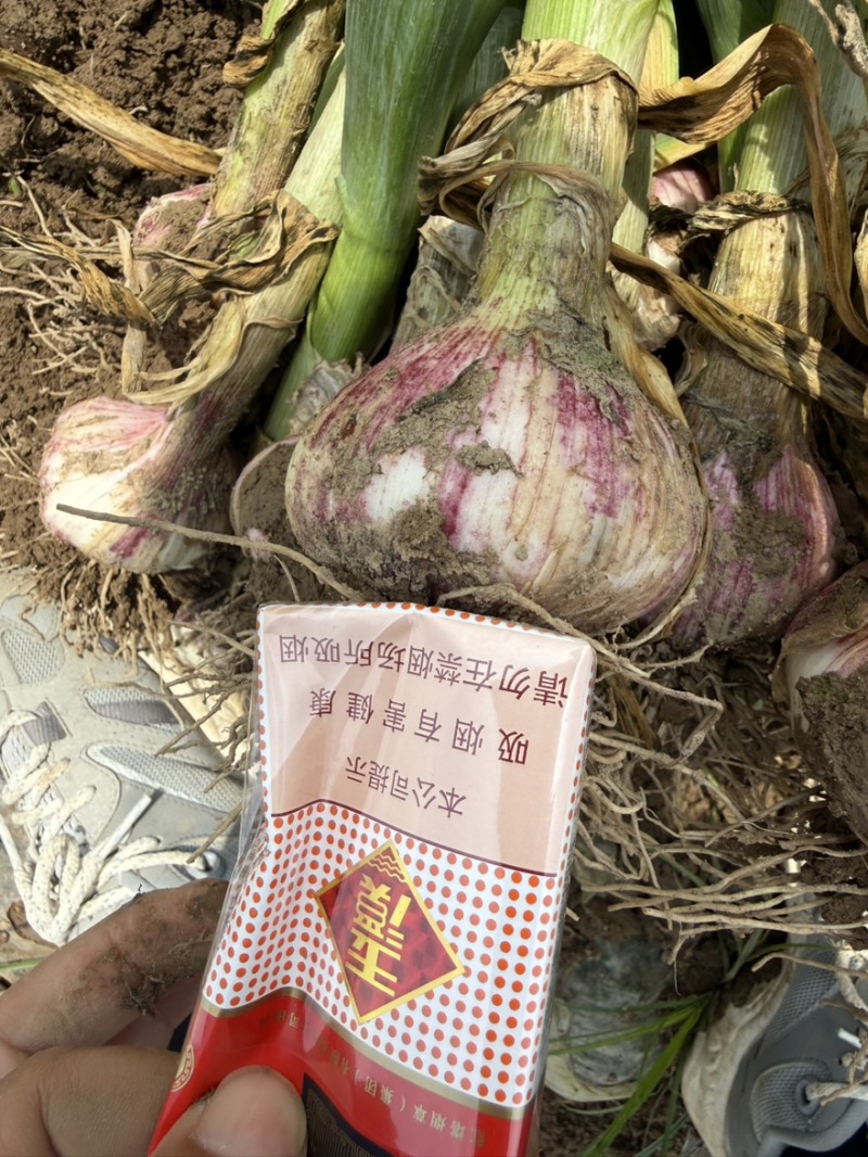 河南中牟紫皮大蒜把子蒜产地直销，保质保量！支持全国发货！