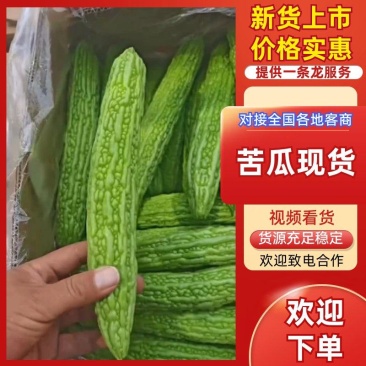 苦瓜大量上市青皮苦瓜凉瓜可视频看货对接全国市场