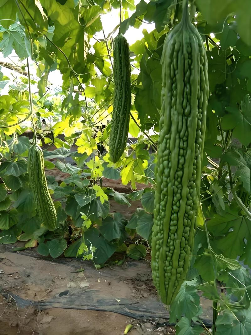 苦瓜大量上市青皮苦瓜凉瓜可视频看货对接全国市场