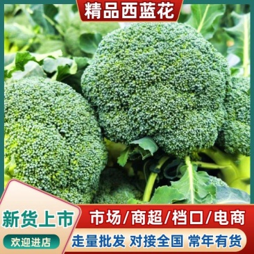精品西蓝花产地直发小米粒西蓝花球型号量大从优