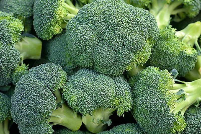 精品西蓝花产地直发小米粒西蓝花球型号量大从优