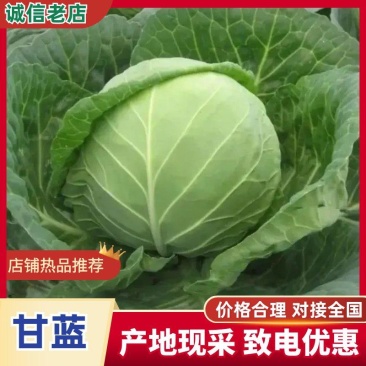 甘蓝现货直发绿包菜圆包菜保质保量货源充足