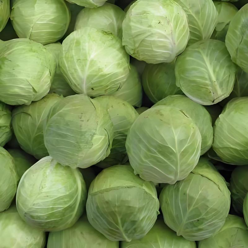 甘蓝现货直发绿包菜圆包菜保质保量货源充足
