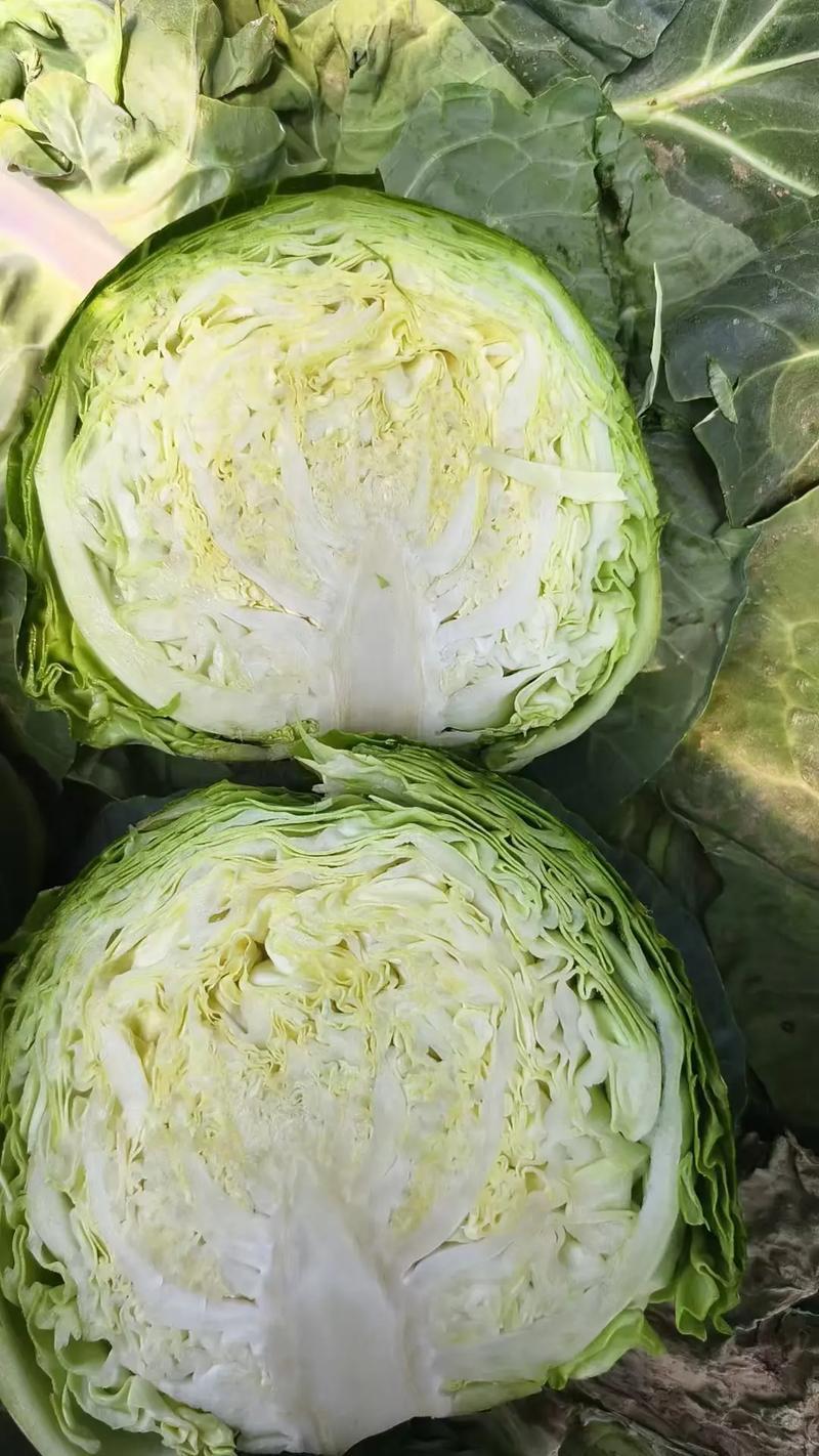 甘蓝现货直发绿包菜圆包菜保质保量货源充足