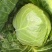 甘蓝现货直发绿包菜圆包菜保质保量货源充足