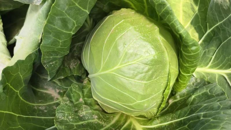 甘蓝现货直发绿包菜圆包菜保质保量货源充足