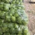 甘蓝现货直发绿包菜圆包菜保质保量货源充足